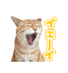 モンモン the cat（個別スタンプ：17）