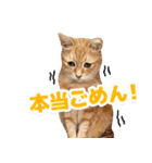 モンモン the cat（個別スタンプ：18）