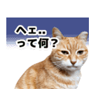 モンモン the cat（個別スタンプ：19）