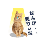 モンモン the cat（個別スタンプ：20）