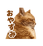 モンモン the cat（個別スタンプ：22）