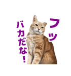 モンモン the cat（個別スタンプ：23）