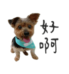 Hi FatBu（個別スタンプ：1）
