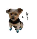 Hi FatBu（個別スタンプ：13）