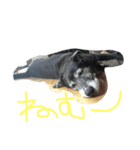 黒犬ウィザード（個別スタンプ：2）