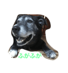 黒犬ウィザード（個別スタンプ：3）