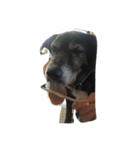 黒犬ウィザード（個別スタンプ：4）