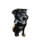 黒犬ウィザード（個別スタンプ：5）
