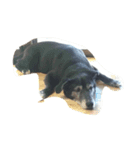 黒犬ウィザード（個別スタンプ：7）