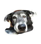黒犬ウィザード（個別スタンプ：8）