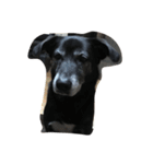 黒犬ウィザード（個別スタンプ：9）