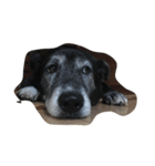 黒犬ウィザード（個別スタンプ：10）