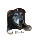 黒犬ウィザード（個別スタンプ：11）