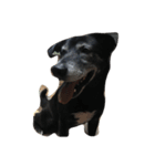 黒犬ウィザード（個別スタンプ：13）
