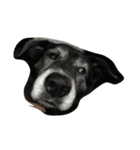黒犬ウィザード（個別スタンプ：15）