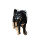 黒犬ウィザード（個別スタンプ：16）