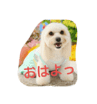 dapoo  Doremi（個別スタンプ：1）