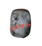 dapoo  Doremi（個別スタンプ：2）