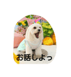 dapoo  Doremi（個別スタンプ：14）