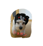 dapoo  Doremi（個別スタンプ：18）