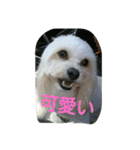 dapoo  Doremi（個別スタンプ：19）