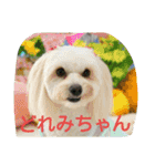 dapoo  Doremi（個別スタンプ：24）
