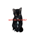 My love cat, Srisuk（個別スタンプ：1）