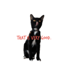 My love cat, Srisuk（個別スタンプ：2）