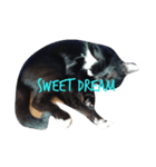 My love cat, Srisuk（個別スタンプ：8）