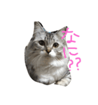 ティナエマ猫ちゃん（個別スタンプ：1）