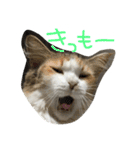 ティナエマ猫ちゃん（個別スタンプ：2）