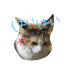 ティナエマ猫ちゃん（個別スタンプ：3）