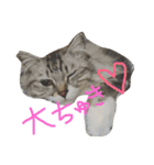 ティナエマ猫ちゃん（個別スタンプ：4）