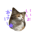 ティナエマ猫ちゃん（個別スタンプ：5）
