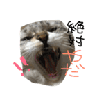 ティナエマ猫ちゃん（個別スタンプ：6）