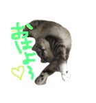 ティナエマ猫ちゃん（個別スタンプ：7）