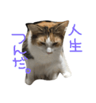 ティナエマ猫ちゃん（個別スタンプ：8）