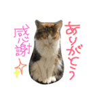 ティナエマ猫ちゃん（個別スタンプ：10）