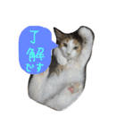 ティナエマ猫ちゃん（個別スタンプ：11）