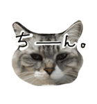 ティナエマ猫ちゃん（個別スタンプ：15）