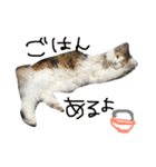 ティナエマ猫ちゃん（個別スタンプ：19）