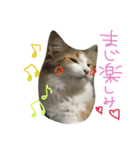 ティナエマ猫ちゃん（個別スタンプ：21）