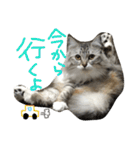 ティナエマ猫ちゃん（個別スタンプ：23）
