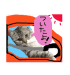 ティナエマ猫ちゃん（個別スタンプ：24）