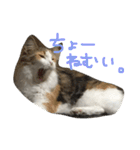 ティナエマ猫ちゃん（個別スタンプ：26）