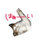 ティナエマ猫ちゃん（個別スタンプ：28）