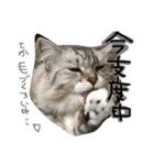 ティナエマ猫ちゃん（個別スタンプ：29）
