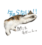 ティナエマ猫ちゃん（個別スタンプ：31）