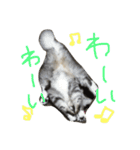 ティナエマ猫ちゃん（個別スタンプ：33）