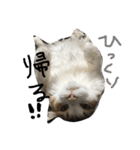 ティナエマ猫ちゃん（個別スタンプ：34）